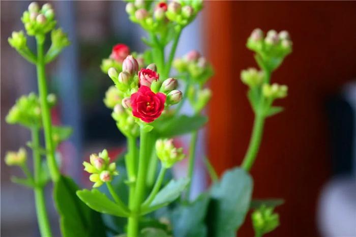 34种长寿花，最美的品种都在里面