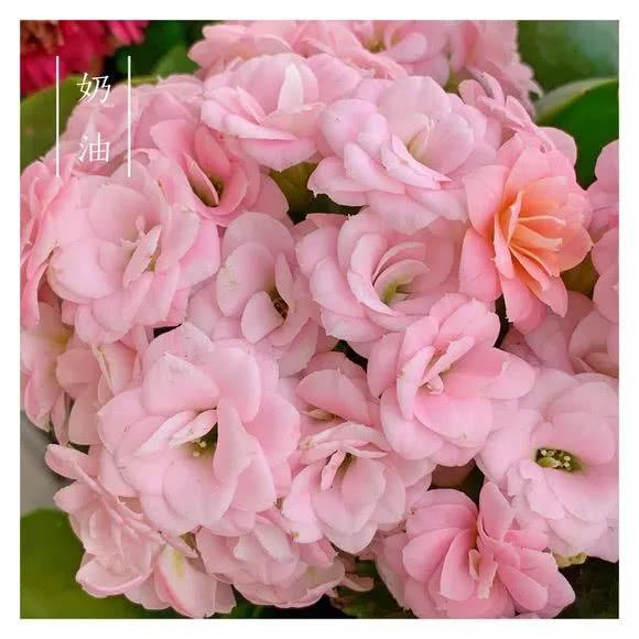 34种长寿花，最美的品种都在里面