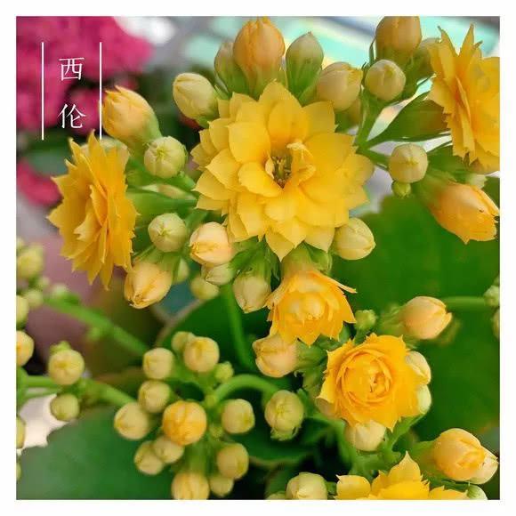 34种长寿花，最美的品种都在里面