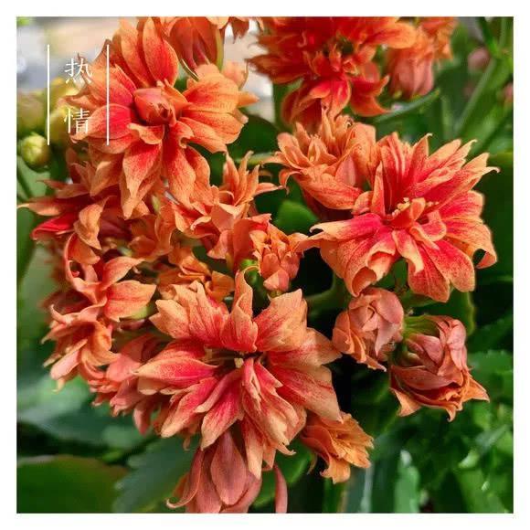 34种长寿花，最美的品种都在里面