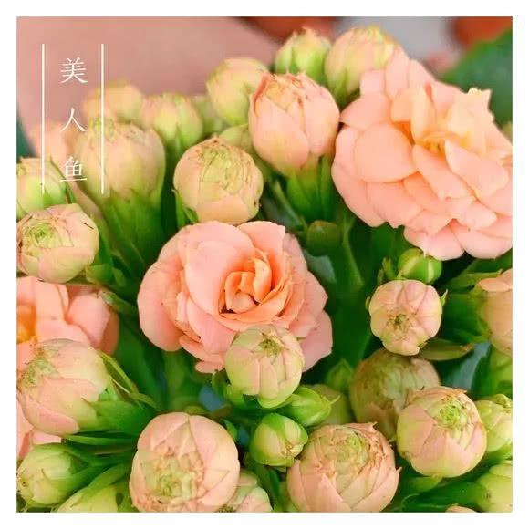 34种长寿花，最美的品种都在里面