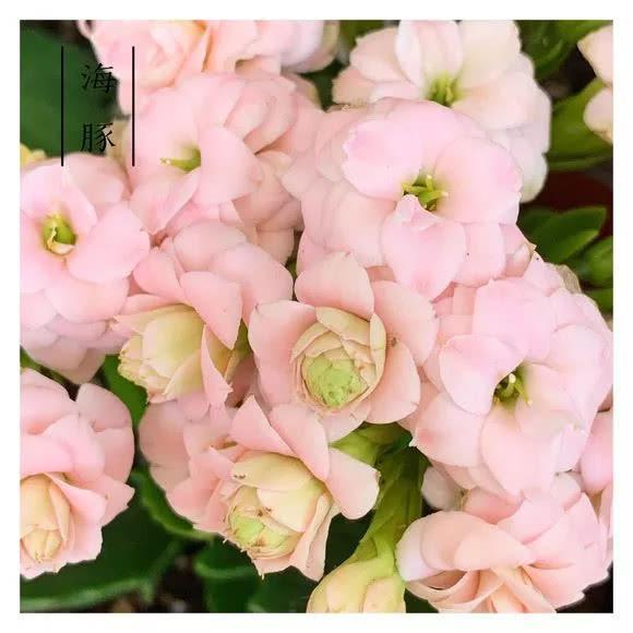 34种长寿花，最美的品种都在里面