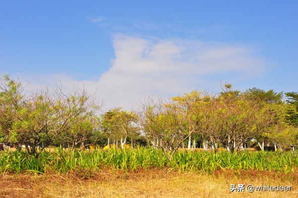 东莞国家城市湿地公园之 生态园风筝公园