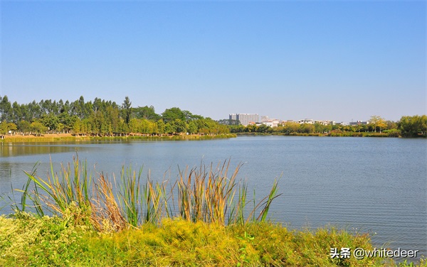 东莞国家城市湿地公园之 生态园风筝公园