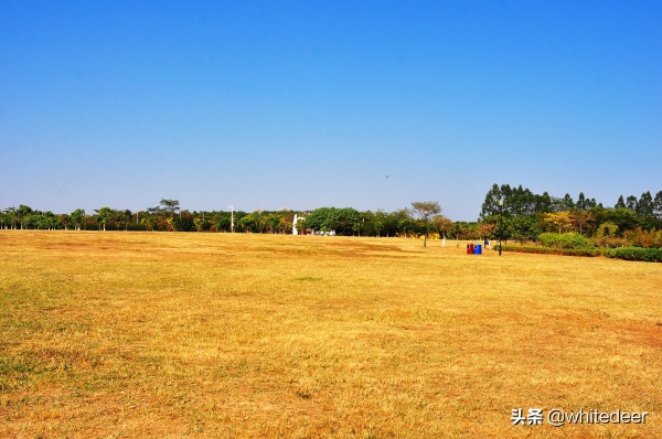 东莞国家城市湿地公园之 生态园风筝公园