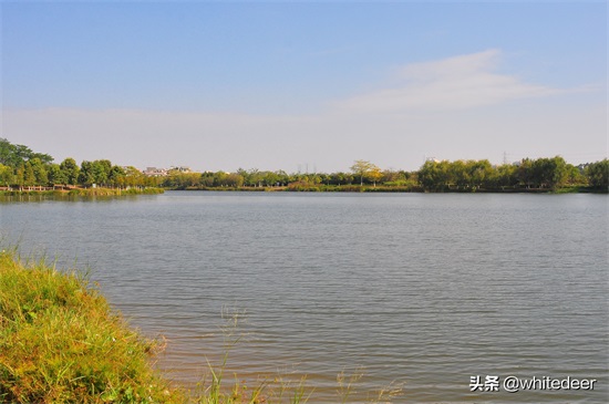 东莞国家城市湿地公园之 生态园风筝公园