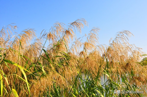 东莞国家城市湿地公园之 生态园风筝公园