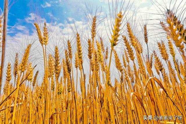 小麦几月份收割(麦子是几月收获)