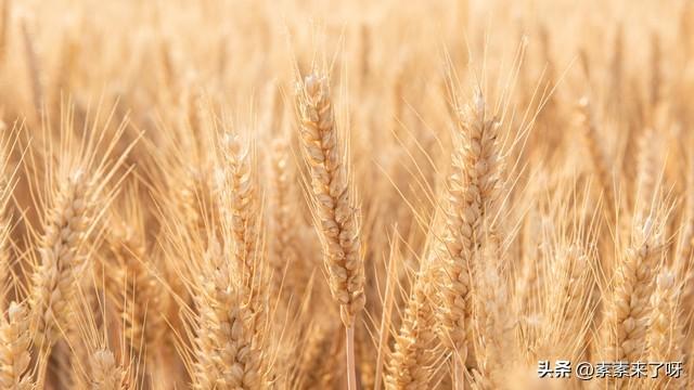 小麦几月份收割(麦子是几月收获)