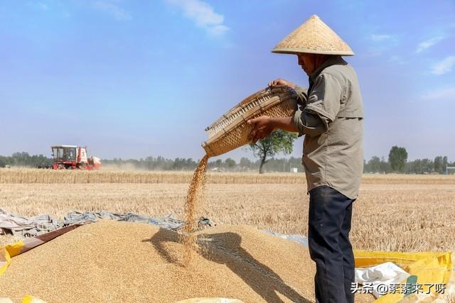 小麦几月份收割(麦子是几月收获)