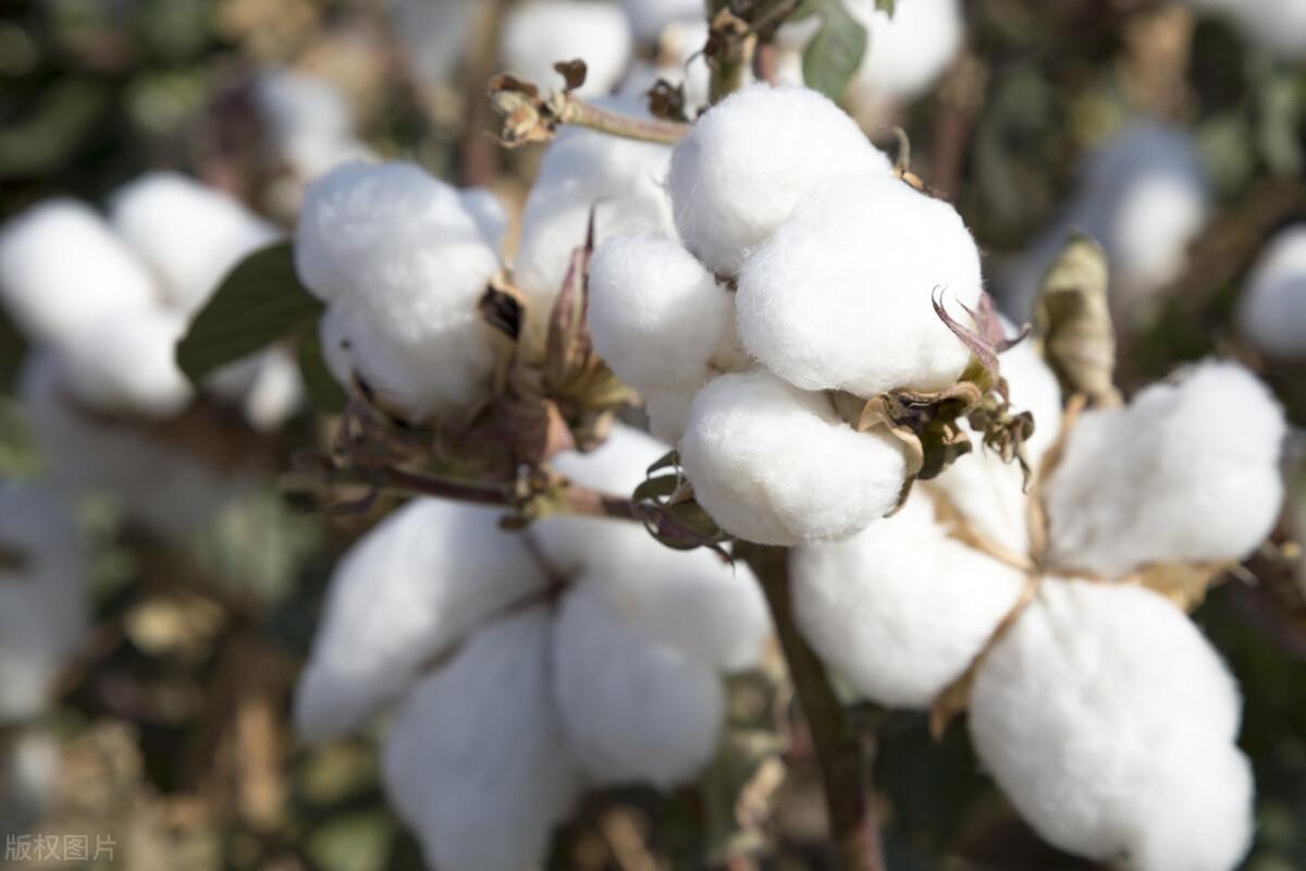 精梳棉有什么缺点(精梳棉和纯棉的哪个好)