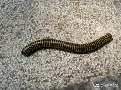 ​家里有马陆虫怎么找源头(家里出现马陆是有窝吗)