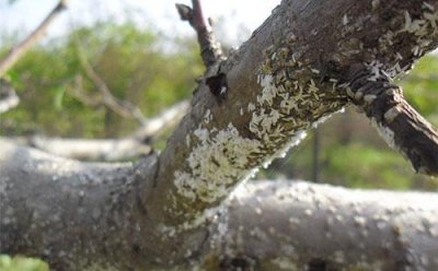 ​浅谈桑白蚧的发生与防治