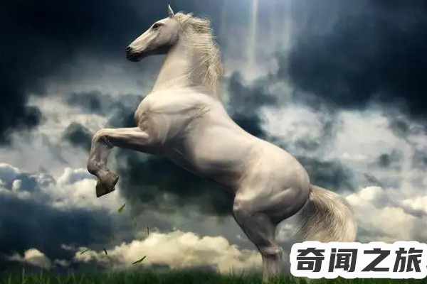 三国里的卢马是谁的（曹操把的卢马交给了刘备）(3)_