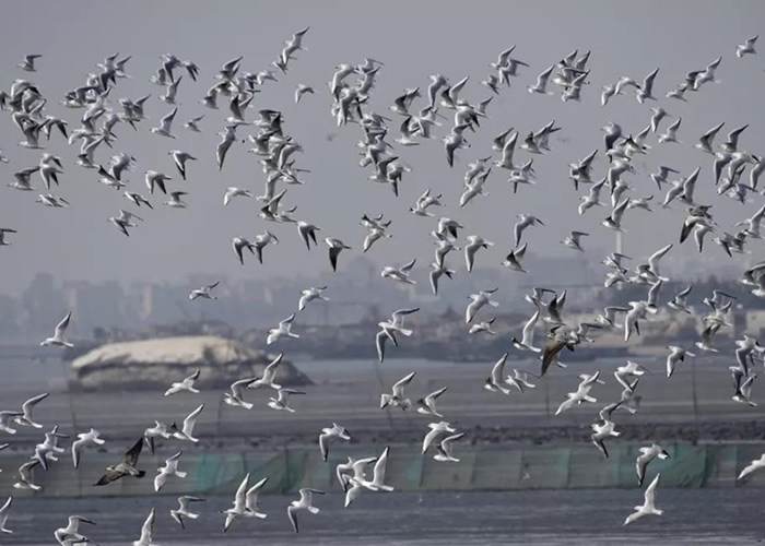大量鸥类在围头湾飞舞。
