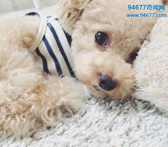 ​盘点世界上最可爱最萌的狗，巨萌无比暖化人心(萌图)