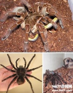 ​世界上最大的蜘蛛排名，亚马逊巨人食鸟蛛(长30厘米)