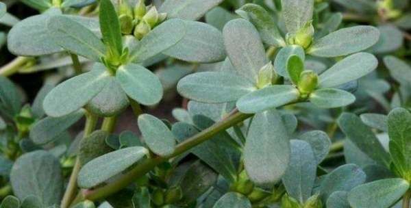 面条菜和扫帚菜是一种菜吗,你的家乡春季有哪些野菜可以吃图4