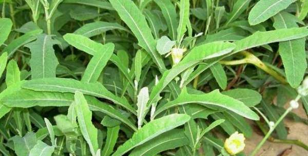 面条菜和扫帚菜是一种菜吗,你的家乡春季有哪些野菜可以吃图7