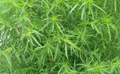 ​面条菜和扫帚菜是一种菜吗,你的家乡春季有哪些野菜可以吃