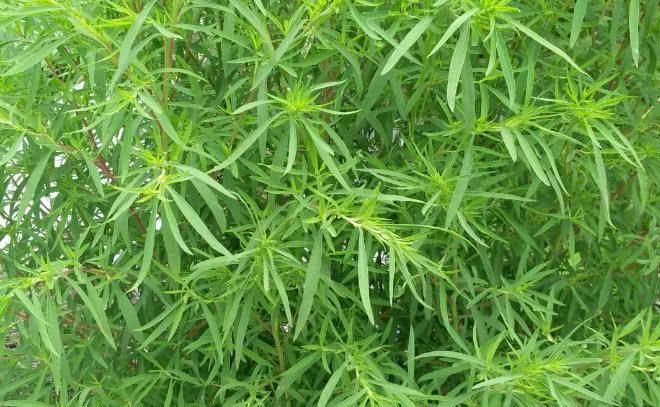 面条菜和扫帚菜是一种菜吗,你的家乡春季有哪些野菜可以吃