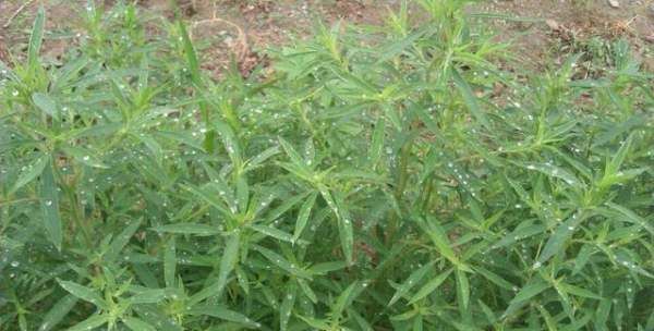 面条菜和扫帚菜是一种菜吗,你的家乡春季有哪些野菜可以吃图8