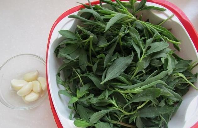 春季哪些野菜能吃