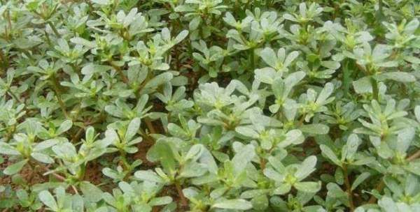 面条菜和扫帚菜是一种菜吗,你的家乡春季有哪些野菜可以吃图5