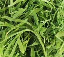 山里野菜可以吃的有哪些