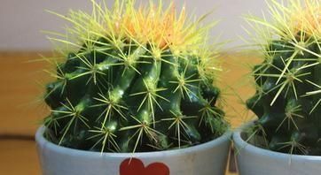 低碳环保小窍门，低碳生活小窍门有哪些？图4