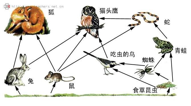地球三大生态系统是指海洋湿地和什么