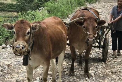 ​牛和马看什么来判断年龄,牛马等哺乳动物可以通过什么来辨别年龄