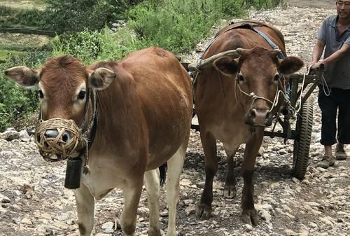 牛马等哺乳动物可以通过什么来辨别年龄