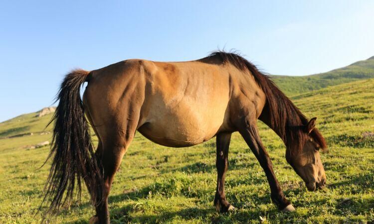 牛和马看什么来判断年龄 牛和马如何来判断年龄