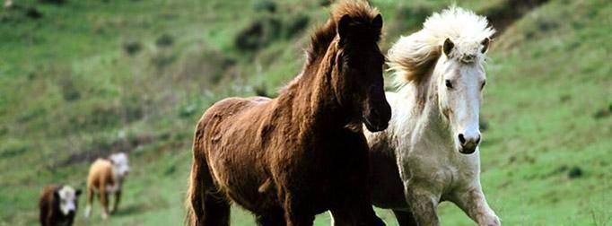 属相与年龄的计算技巧