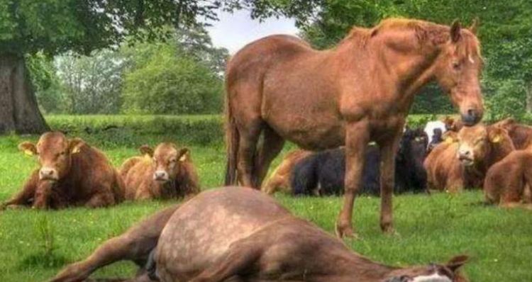 退休年龄依据什么确定