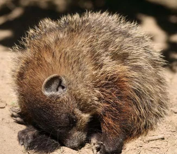 冬眠的小动物,冬眠的动物有哪些图4