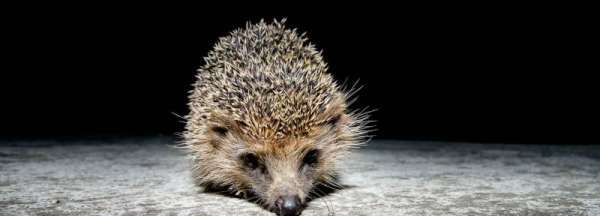 冬眠的小动物,冬眠的动物有哪些图3