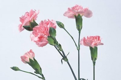 ​母亲节花束康乃馨花语是什么 母亲节礼物