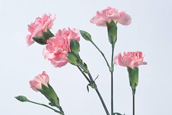 母亲节花束康乃馨花语是什么 母亲节礼物