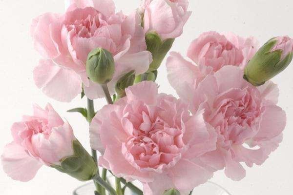 母亲节花束康乃馨花语是什么 母亲节礼物