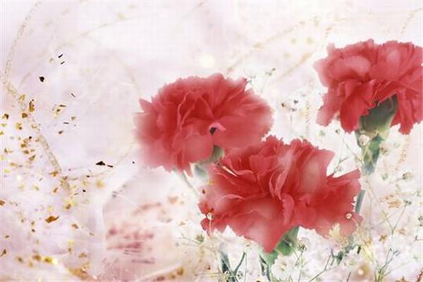 母亲节花束康乃馨花语是什么 母亲节礼物