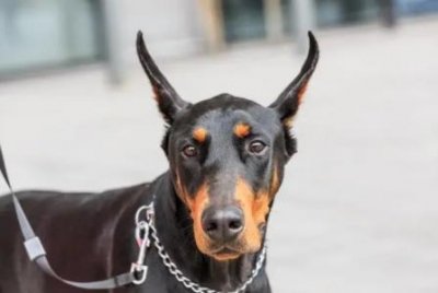 ​哪些现象得知狗狗需要做驱虫了？以上表现你家狗狗有出现过吗？