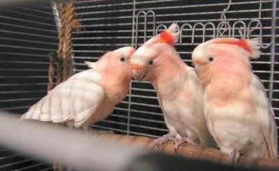 ​米切氏凤头鹦鹉如何饲养？米切氏凤头鹦鹉的价格