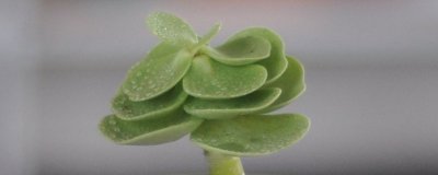 ​多肉金钱木的养殖方法和注意事项