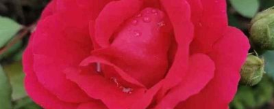 ​代表友谊的花有哪些