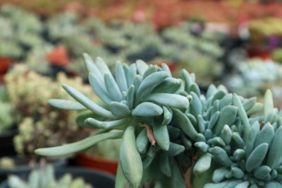 ​多肉冬天套矿泉水瓶好吗