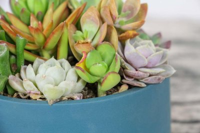 ​多肉植物根系清洗（图解）