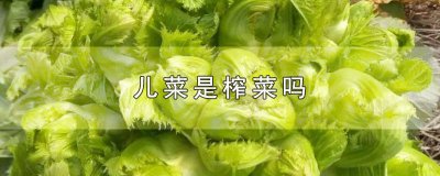 ​儿菜是榨菜吗? 四川儿菜是榨菜吗