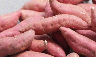 ​芋头和红薯哪个热量高,红薯和柿子能不能一起吃